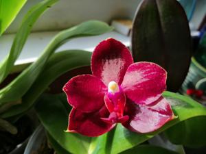 Phalaenopsis Haur Jih Fancy