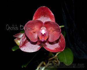 Phalaenopsis Haur Jih Fancy