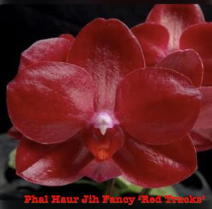 Phalaenopsis Haur Jih Fancy