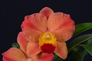 Cattleya Circle Star