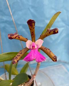 Cattleya Cella Bella