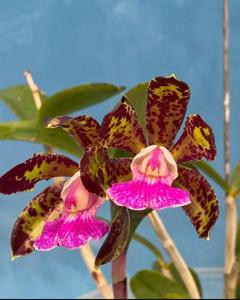 Cattleya Cella Bella