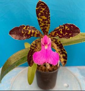 Cattleya Cella Bella