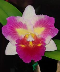 Rhyncholaeliocattleya Rosella Tokyo