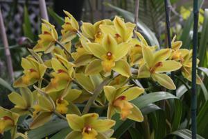 Cymbidium Bellissimo