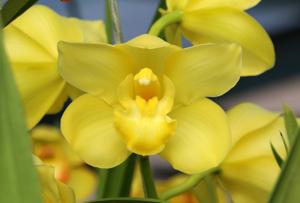 Cymbidium Memoria Patsy Bauman