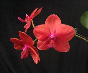 Phalaenopsis H. P. Norton