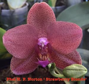 Phalaenopsis H. P. Norton