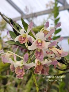 Dendrobium Ismail Alsagoff