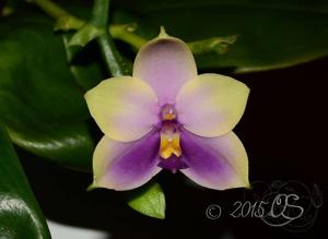 Phalaenopsis Samera