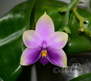 Phalaenopsis Samera