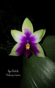 Phalaenopsis Samera