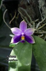 Phalaenopsis Samera