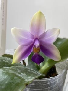 Phalaenopsis Samera