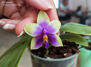 Phalaenopsis Samera