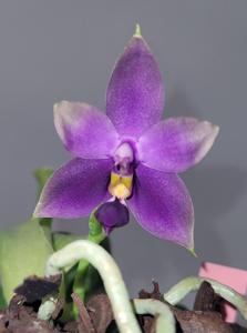 Phalaenopsis Samera