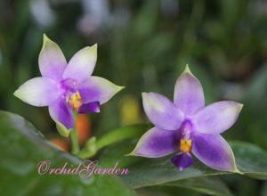 Phalaenopsis Samera