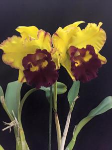 Rhyncholaeliocattleya Liu's Joyance