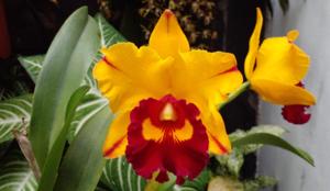 Rhyncholaeliocattleya Liu's Joyance