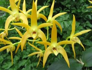 Dendrobium Australian Goldrush