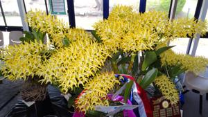 Dendrobium Australian Goldrush