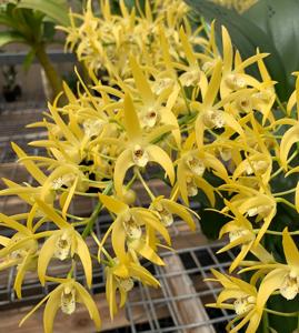 Dendrobium Australian Goldrush