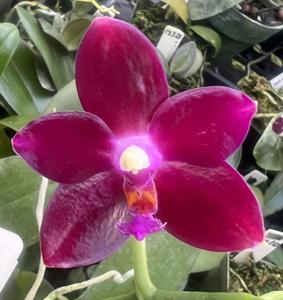 Phalaenopsis Fushang's Beauty Star