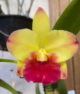 Cattleya Ayrton Senna