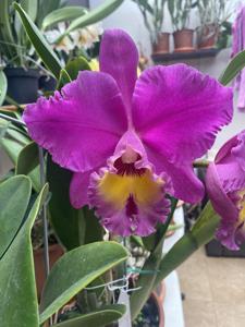 Rhyncholaeliocattleya Kat Red Giant
