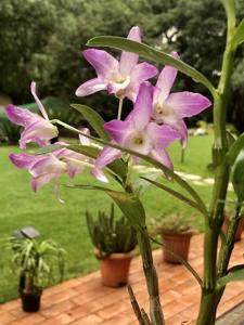 Dendrobium Kokomo