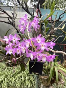 Dendrobium Kokomo