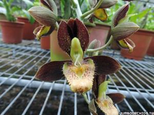 Catasetum Jumbo Ego