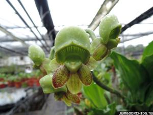 Catasetum Jumbo Ego