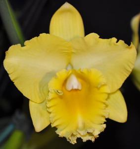 Rhyncholaeliocattleya Golden Canefields