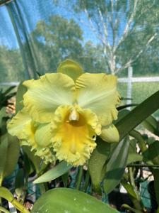 Rhyncholaeliocattleya Golden Canefields