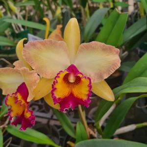 Rhyncholaeliocattleya Burdekin Fire Ball