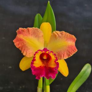 Rhyncholaeliocattleya Burdekin Fire Ball