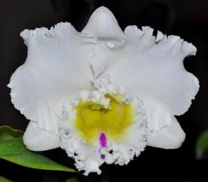 Rhyncholaeliocattleya Burdekin Future