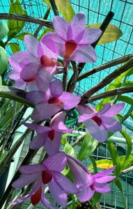 Dendrobium Hsinying Chrysopense