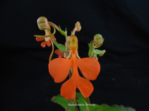 Habenaria Hampson