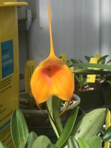 Masdevallia Peach Melba