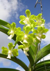 Vandachostylis Mishima Lime