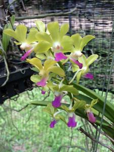 Vandachostylis Mishima Lime