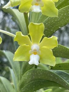 Vandachostylis Mishima Lime