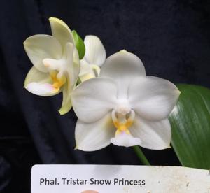 Phalaenopsis Tristar Snow Princess