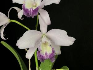 Cattleya Cosmo-Blueheaven