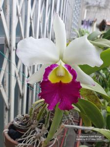 Cattleya Madame Edith Bongo