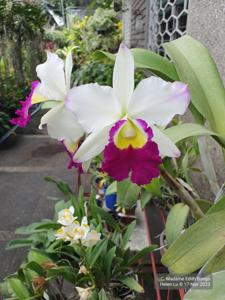 Cattleya Madame Edith Bongo