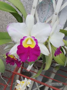 Cattleya Madame Edith Bongo