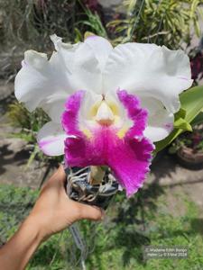 Cattleya Madame Edith Bongo